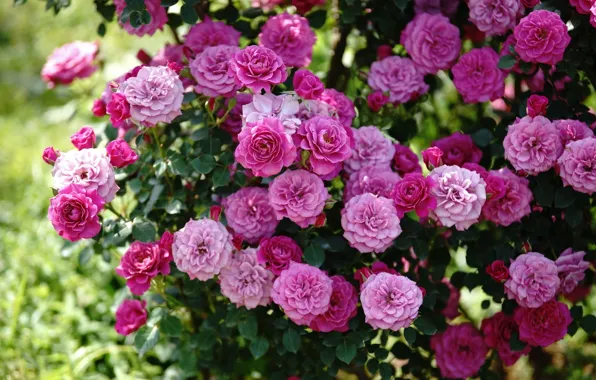 Picture pink, Bush, roses