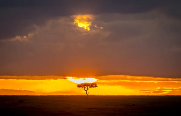 Tree, The sun, Savannah, tree, sun, savannah, Jeffrey C. Sink