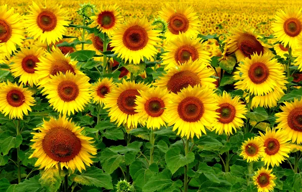 Picture Field, Summer, Sunflowers, Summer, Field, Sunflowers