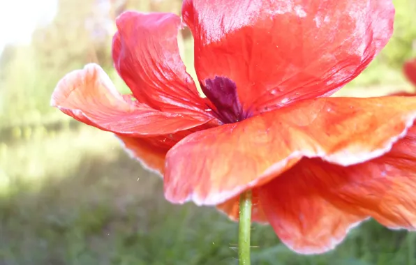 Macro, Flower, Forest, Mac, Belarus