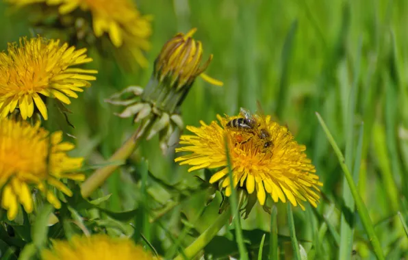 Macro, flowers, nature, bee, spring