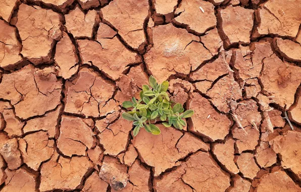 Cracked, Wallpaper, plant, drought, wallpaper, picture, drought, picture