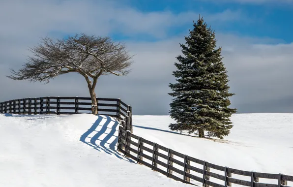 Picture winter, snow, tree, the fence, tree