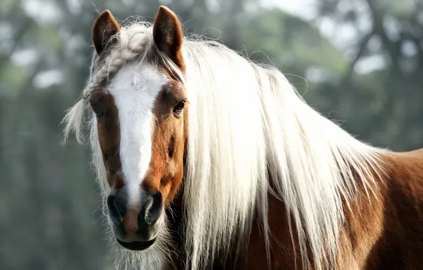 Picture nature, background, horse