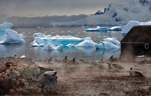 Picture water, fog, house, the atmosphere, Penguins, glaciers