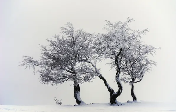 Winter, trees, nature