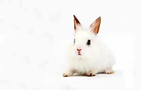 Picture white, background, rabbit, ears