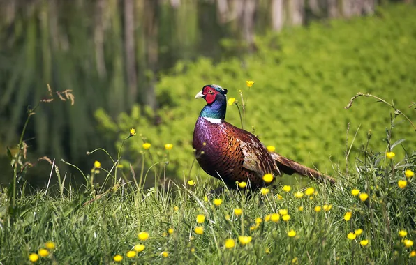 Bird, France, Flowers, Grass, France, Lower Normandy, Common pheasant, Lower Normandy