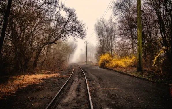 Road, nature, fog