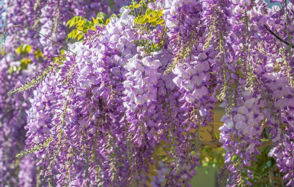 Flowering, a lot, inflorescence, lilac, Wisteria, Wisteria, hanging