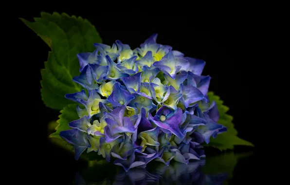 Macro, blue, hydrangea