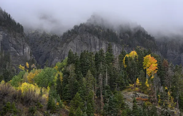 Autumn, forest, trees, mountains, fog, overcast, rocks, tops