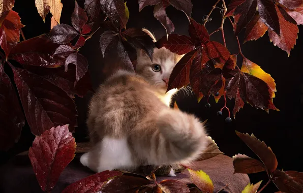 Cat, look, leaves, drops, pose, kitty, red, fruit