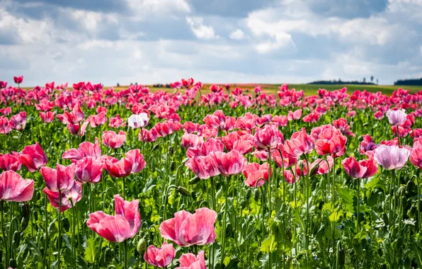 Field, summer, the sky, clouds, flowers, Maki, meadow, pink
