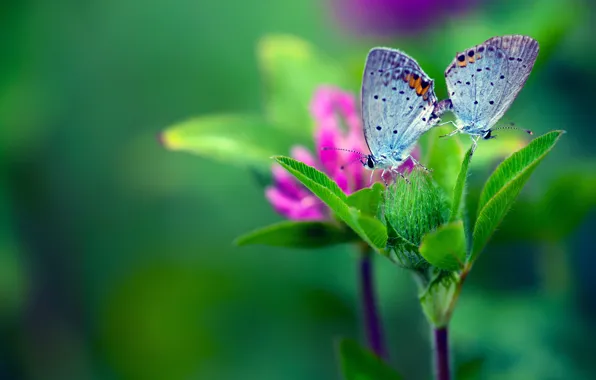 Flower, macro, butterfly, green, leaves background