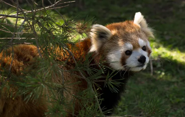Face, light, branches, nature, portrait, red Panda, needles, bokeh