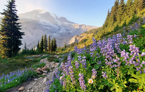 Trees, flowers, mountains, path, lupins, Mount Rainier, The cascade mountains, Washington State
