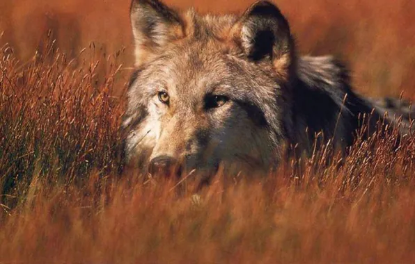 Nature, predator, animal, wolf, wildlife, portrait, portrait., Canis lupus. face