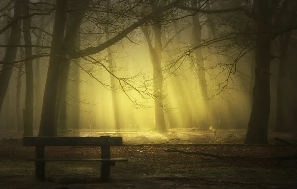Picture rays, bench, fog, Park, park, rays, fog, bench