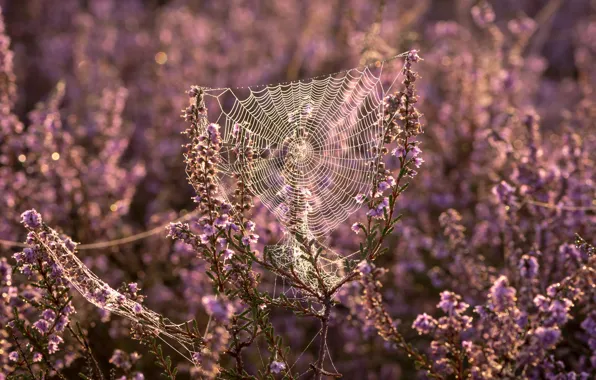 Picture light, flowers, nature, web, pink, bokeh, gossamer, Heather