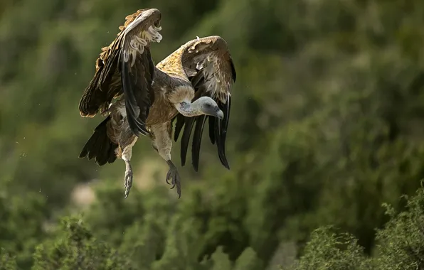 Bird, predator, Grif, in flight