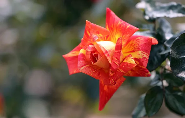 Picture rose, petals, Bud