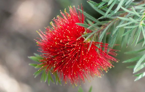 Flower, plant, petals, exotic, callistemon