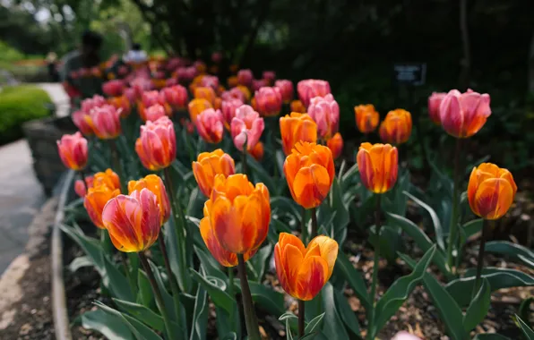 Flowers, petals, tulips