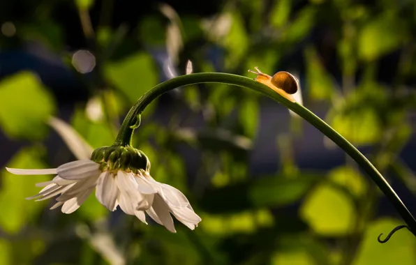 Greens, flower, summer, grass, leaves, macro, light, glare