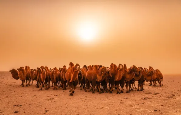 Picture nature, desert, camels