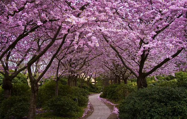 Picture trees, flowers, Park, Japan, Sakura, alley, flowering, the bushes