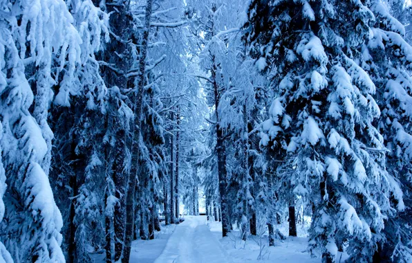 Winter, road, forest, trees, ate