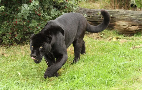 Picture cat, grass, Panther, black Jaguar
