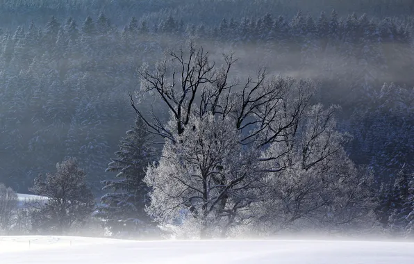 Picture winter, field, trees, landscape, fog