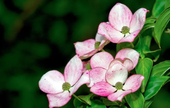 Picture leaves, petals, dogwood