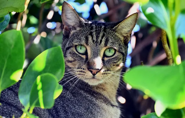 Cat, cat, look, leaves, light, pose, portrait, face