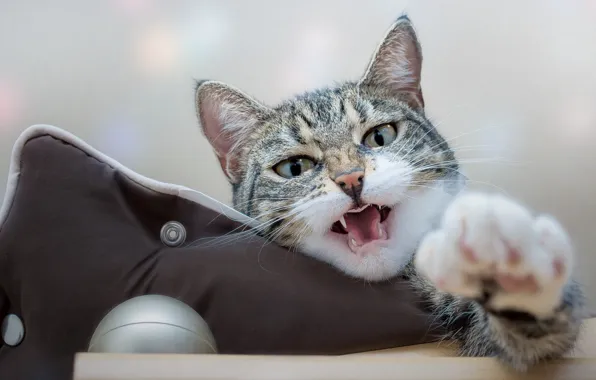 Language, cat, cat, look, face, pose, grey, furniture