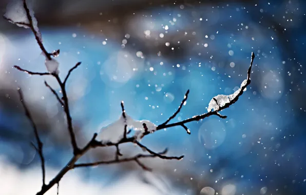 Winter, macro, snow, branch, bokeh