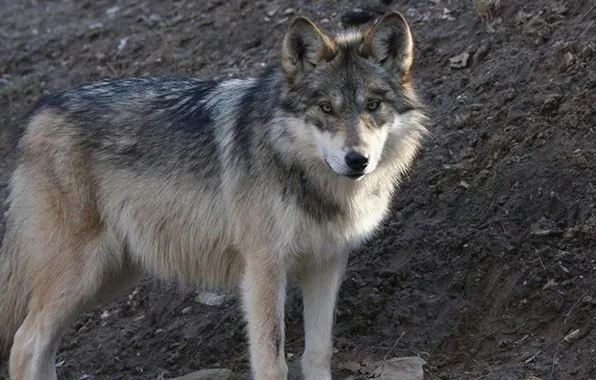 Picture nature, snow, predator, face, animal, wolf, wildlife, portrait