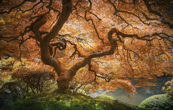 Picture autumn, nature, Park, tree, maple Japanese