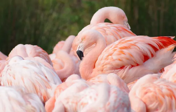 Birds, nature, pack, Flamingo, a lot, poses, pink flamingos