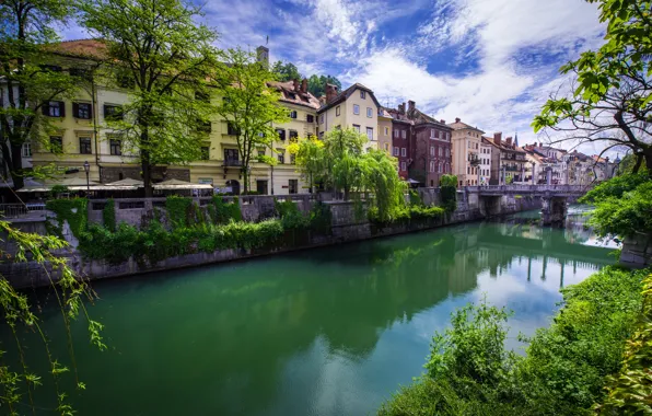 Greens, the sky, clouds, trees, branches, bridge, river, home
