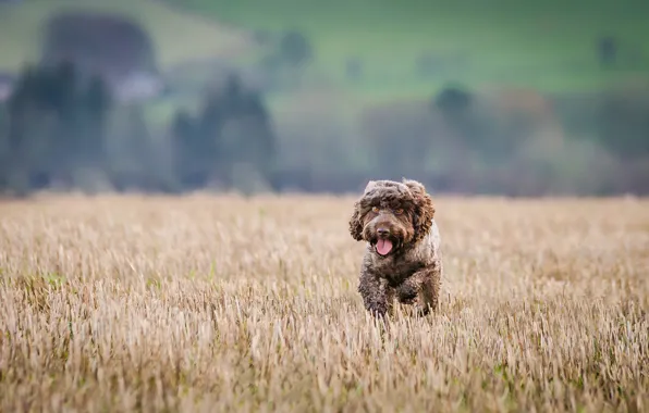 Picture dog, running, athletics