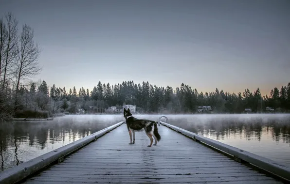 Fog, lake, dog