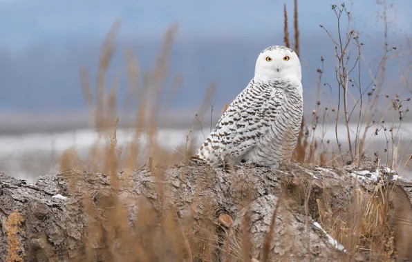 Picture winter, look, nature, background, blue, owl, bird, beauty
