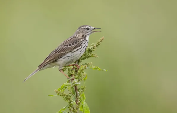 Picture bird, branch, meadow Pipit