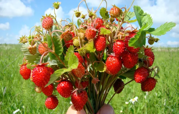 Picture berries, bouquet, strawberries