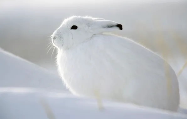 Winter, white, snow, hare, Whitey
