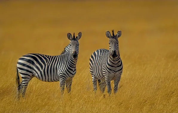 Grass, a couple, Zebra