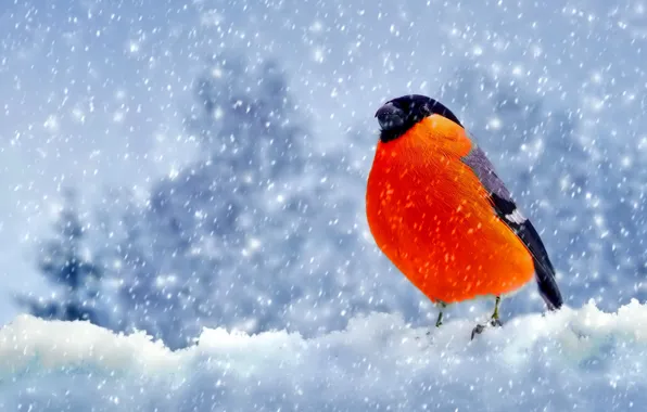 Snow, bird, Winter, feathers, bullfinch